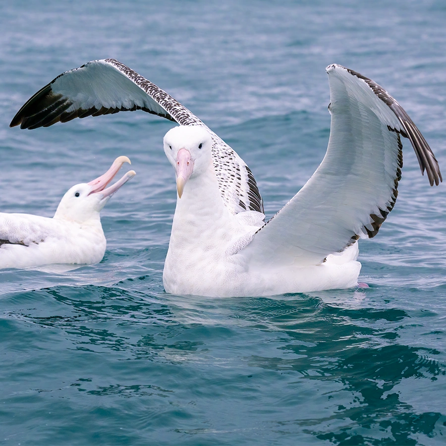 kaikoura albatross photo tour